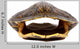 Turtle Shell