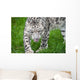 Beautiful Portrait Snow Leopard Wall Mural