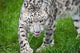 Beautiful Portrait Snow Leopard Wall Mural