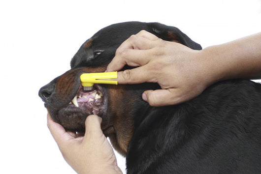 Brush Dog