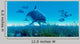 Dolphin Pod