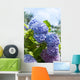 Blue Hydrangea Flowers