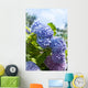 Blue Hydrangea Flowers