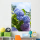 Blue Hydrangea Flowers