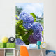 Blue Hydrangea Flowers