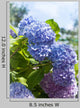 Blue Hydrangea Flowers