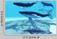 Whale Pod