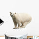 Polar Bear over White