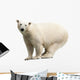 Polar Bear over White