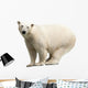 Polar Bear over White
