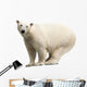 Polar Bear over White