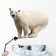 Polar Bear over White