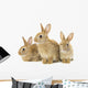 Three Brown Rabbits