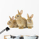 Three Brown Rabbits