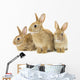 Three Brown Rabbits