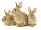 Three Brown Rabbits