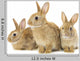 Three Brown Rabbits