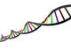 Genetic Dna Wall Decal
