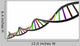 Genetic Dna Wall Decal