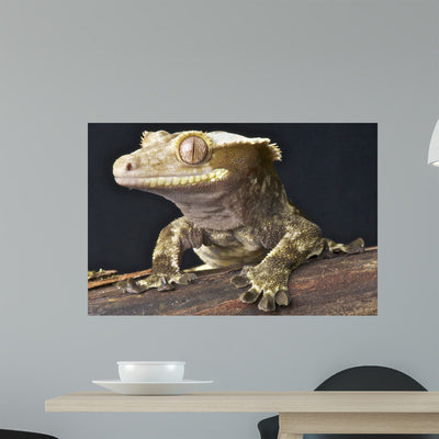 Crested Gecko Rhacodactylus Ciliatus Wall Mural shown on a wall
