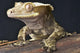 Crested Gecko Rhacodactylus Ciliatus Wall Mural