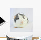 Grey Guinea Pig Wall Decal