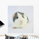 Grey Guinea Pig Wall Decal