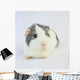 Grey Guinea Pig Wall Decal