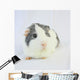 Grey Guinea Pig Wall Decal