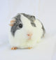 Grey Guinea Pig Wall Decal