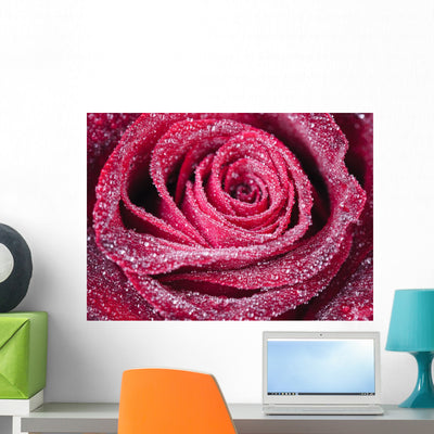 Rose shown on a wall