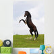 Rearing Horse Wall Mural