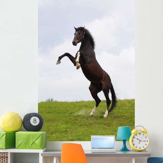 Rearing Horse Wall Mural