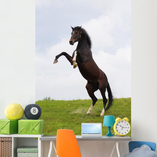 Rearing Horse Wall Mural
