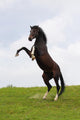Rearing Horse Wall Mural