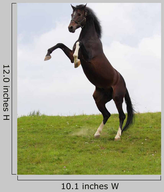Rearing Horse Wall Mural