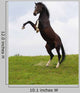 Rearing Horse Wall Mural