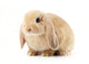Lop-Eared Rabbit Wall Decal