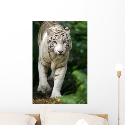 White Tiger Wall Mural shown on a wall