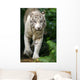 White Tiger Wall Mural