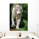White Tiger Wall Mural