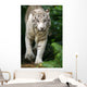 White Tiger Wall Mural