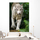 White Tiger Wall Mural