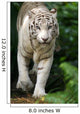 White Tiger Wall Mural