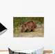 Wombat Wall Mural