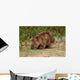 Wombat Wall Mural