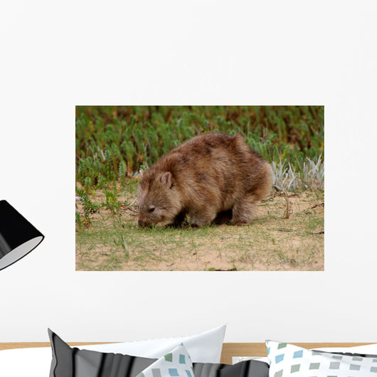 Wombat Wall Mural