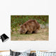 Wombat Wall Mural