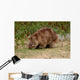 Wombat Wall Mural