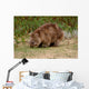 Wombat Wall Mural